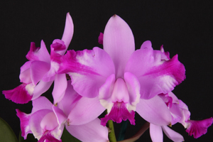 C. Walkerinter ‘Sunset Valley Orchids’